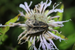 Helotropha reniformis