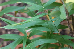 Chasmanthium latifolium