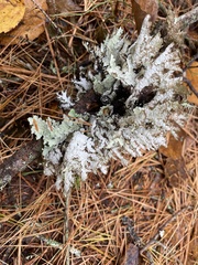 Platismatia tuckermanii