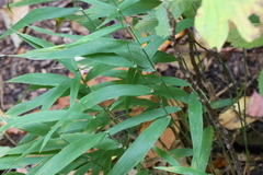 Chasmanthium latifolium