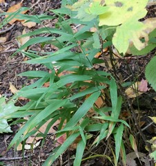 Chasmanthium latifolium