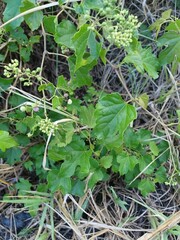 Ampelopsis glandulosa hancei