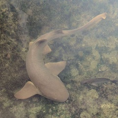 Ginglymostoma cirratum