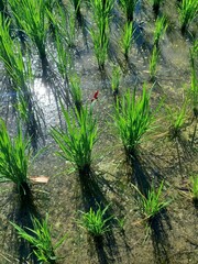 Neurothemis taiwanensis
