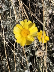 Baileya multiradiata