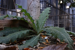 Cirsium vulgare