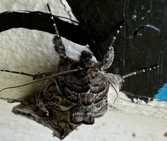 Autographa
