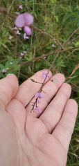 Desmodium illinoense