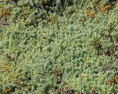 Nolana crassulifolia