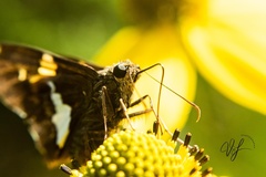 Epargyreus clarus clarus