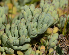 Nolana crassulifolia