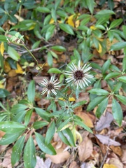 Carlina vulgaris
