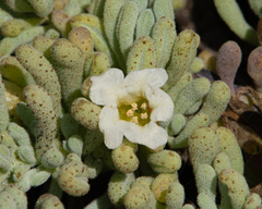 Nolana crassulifolia