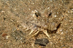 Arnoglossus