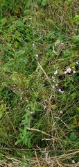 Desmodium illinoense