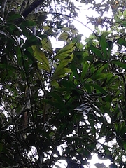 Dypsis