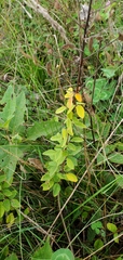 Desmodium marilandicum