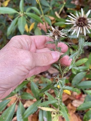 Carlina vulgaris