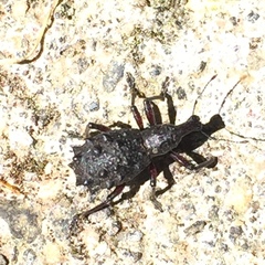 Megalometides cacicus