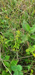 Desmodium marilandicum