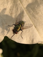 Lucilia sericata