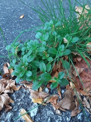 Cerastium glomeratum