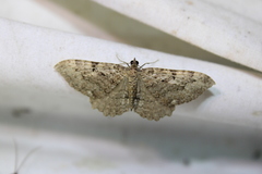 Rheumaptera meadii