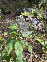 Symphyotrichum cordifolium