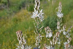 Asphodelus aestivus