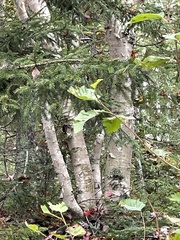 Betula papyrifera