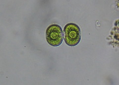 Cosmarium