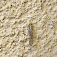 Eremochrysa punctinervis