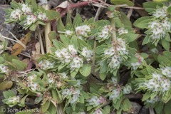 Euphorbia indivisa