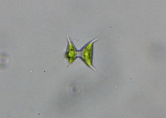 Desmidiaceae