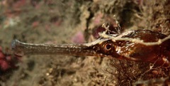 Syngnathus acus