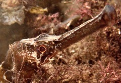 Syngnathus acus
