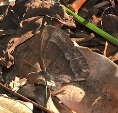 Yphthimoides leguialimai