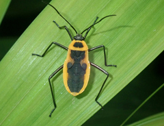 Laminiceps