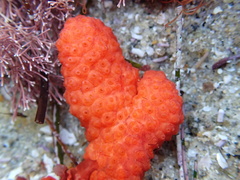 Metandrocarpa dura