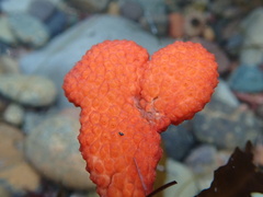 Metandrocarpa dura