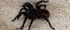 Aguapanela arvi