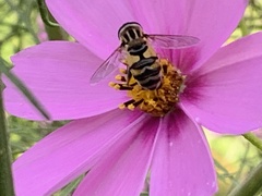 Helophilus latifrons