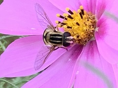 Helophilus latifrons