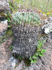Echinofossulocactus