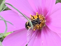 Helophilus latifrons