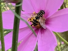 Helophilus latifrons