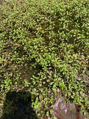 Ludwigia