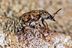 Algarobius prosopis