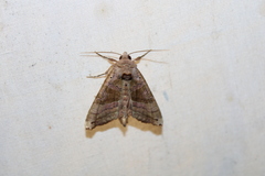 Phlogophora periculosa