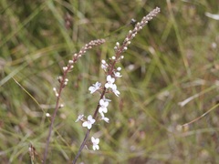 Stylidium diversifolium